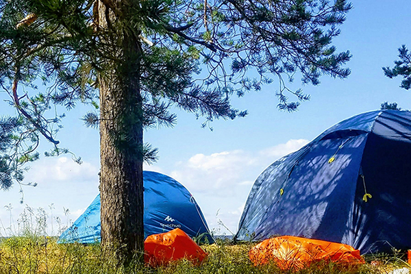 tents next to tree