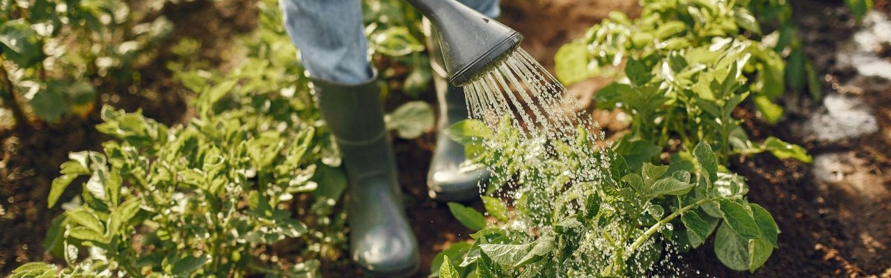 person in wellies watering potato plants